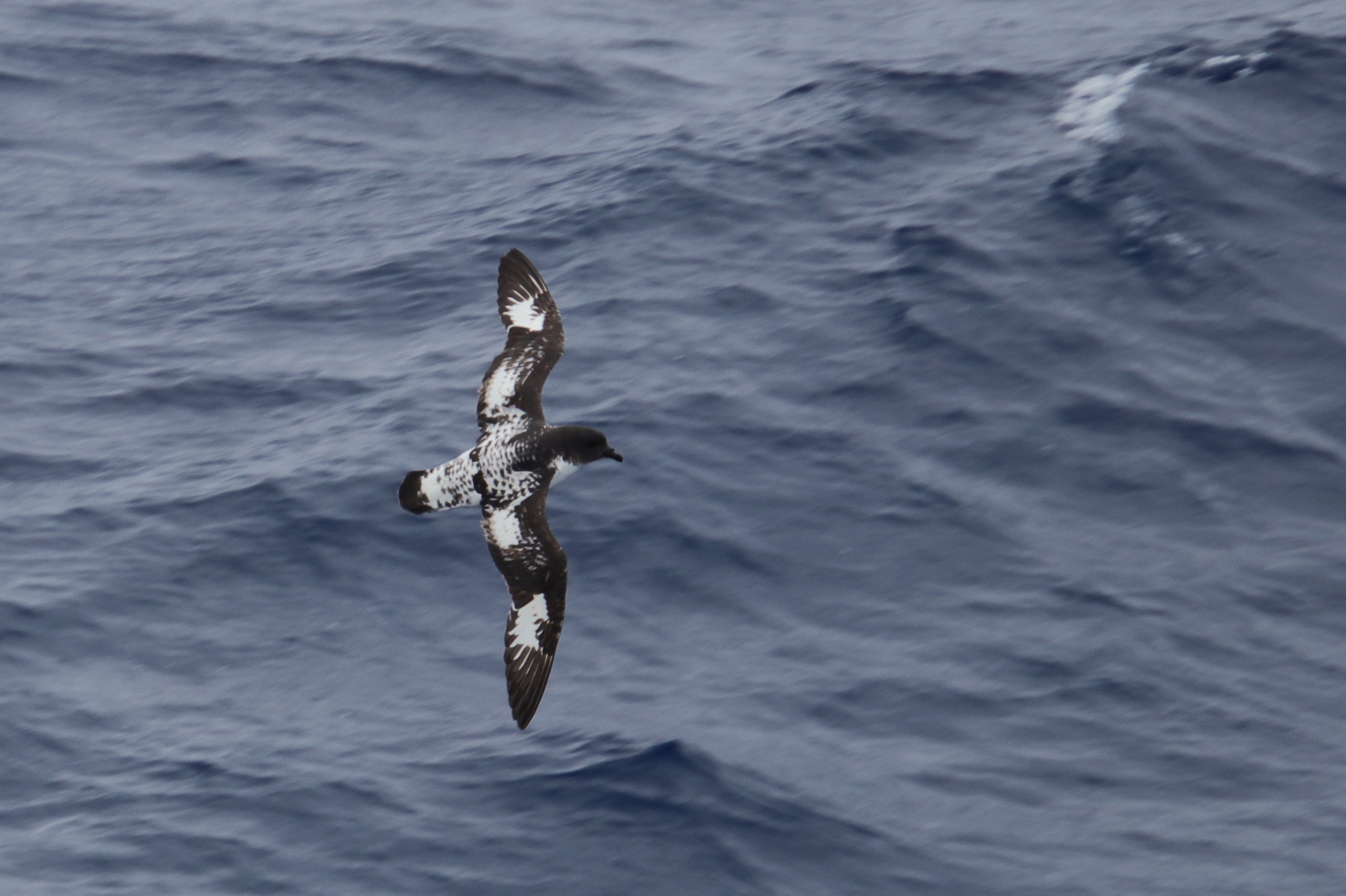Cape petrel