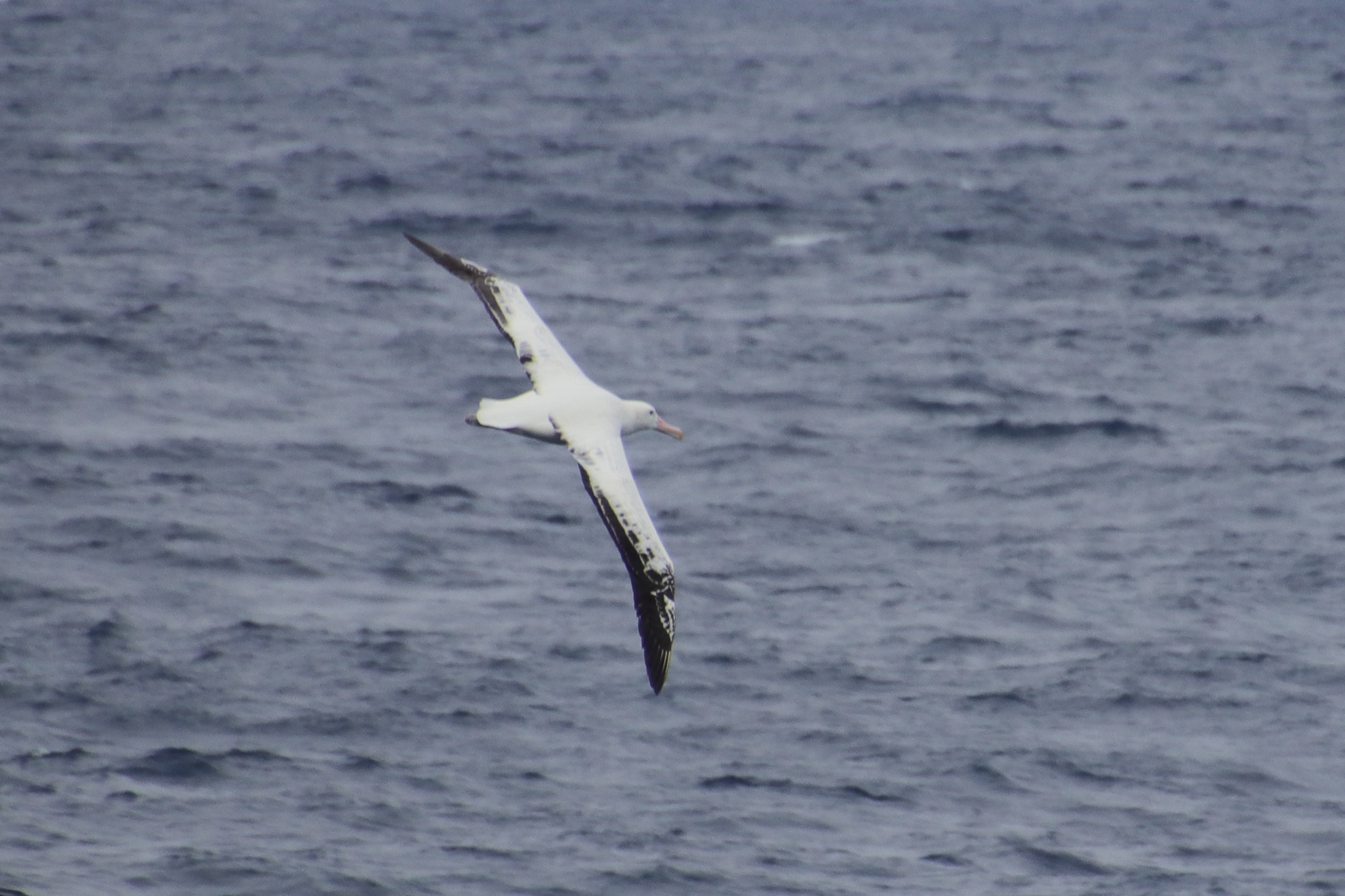 Wandering albatross