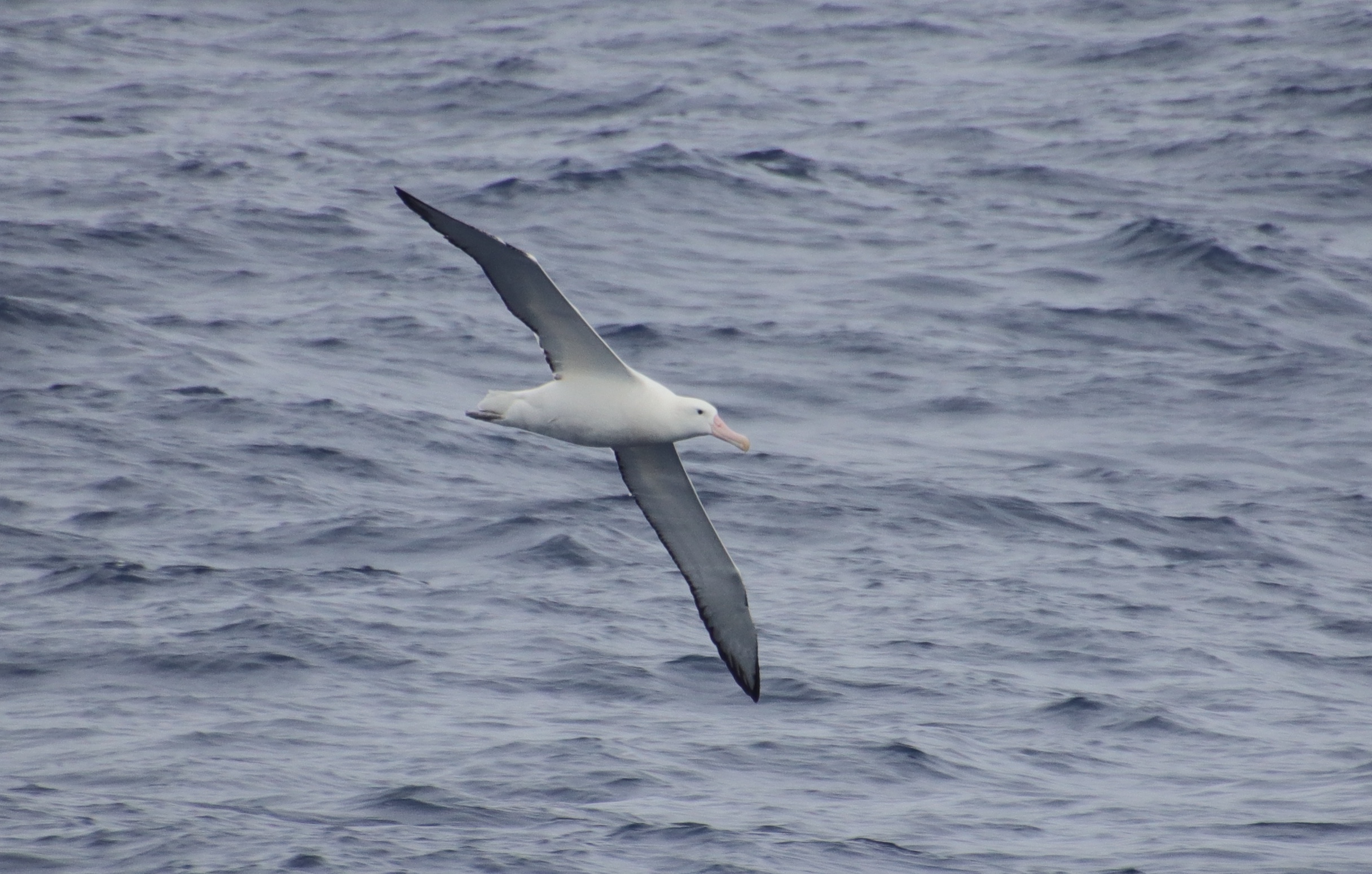 Wandering albatross