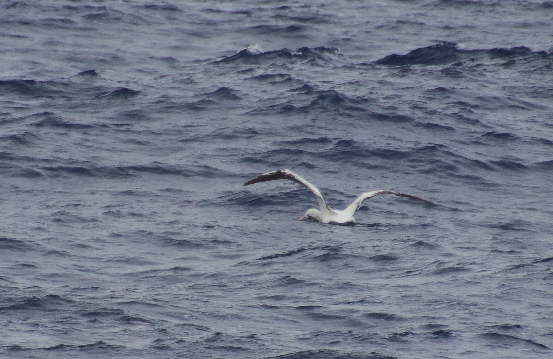 Wandering albatross feeding