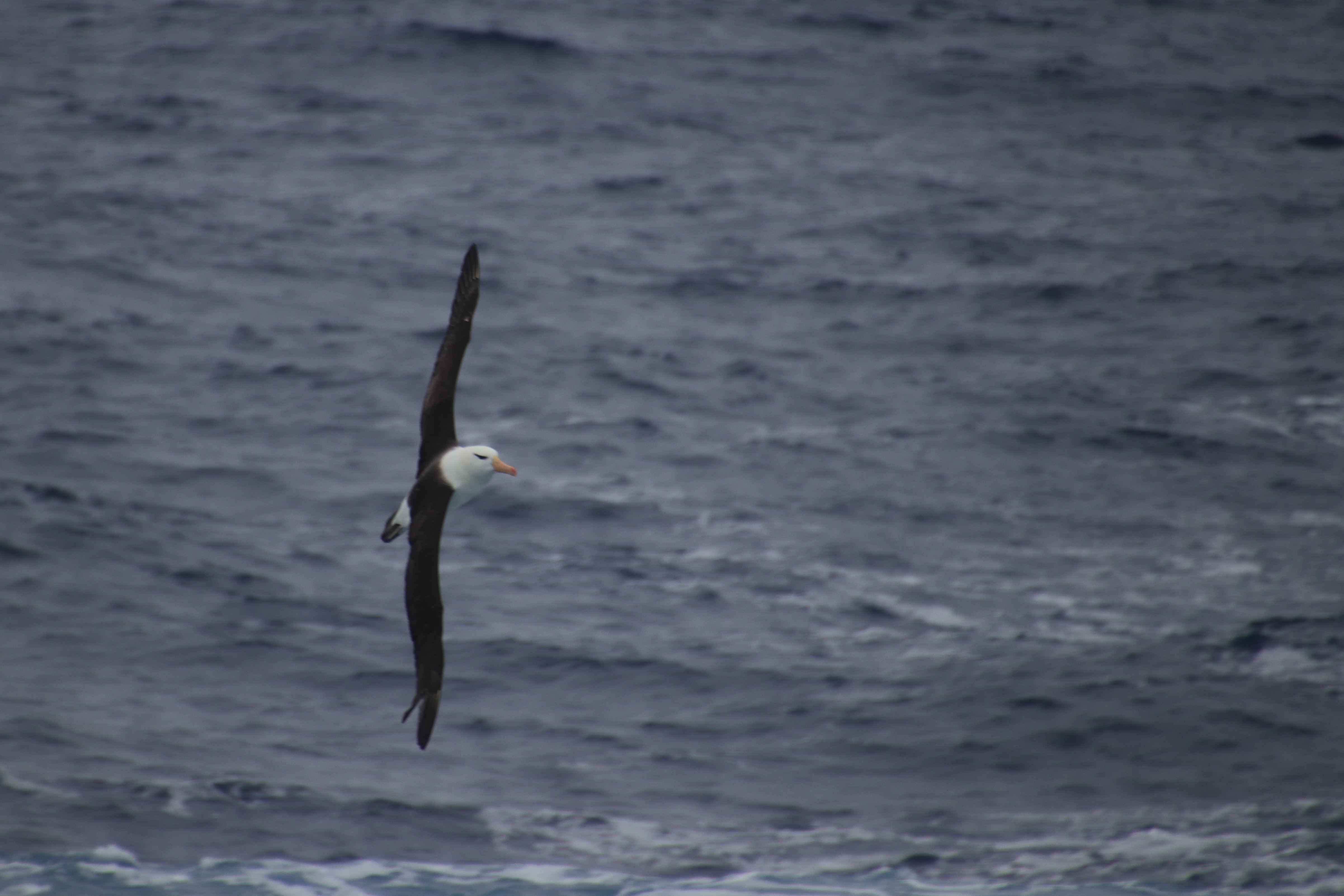 Black-browed albatross