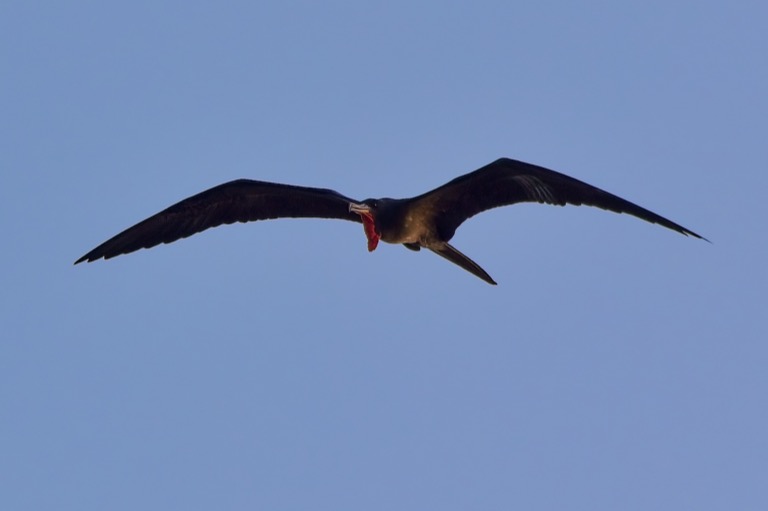 Frigatebird