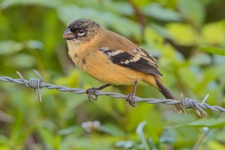 Morlet’s Seedeater