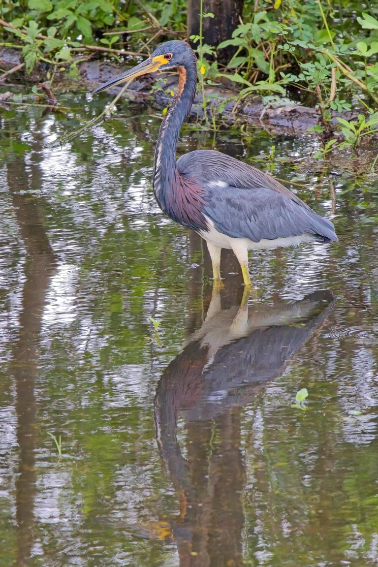 Tri-colored Heron