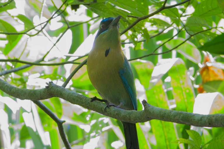 Yucatan Lesson’s Motmot