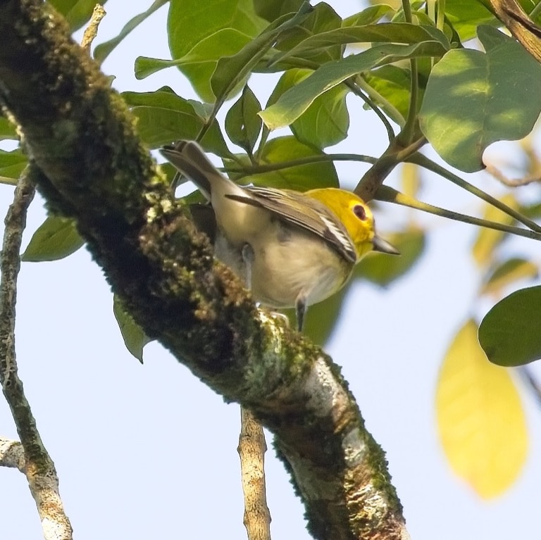 Yellow-throated Virio