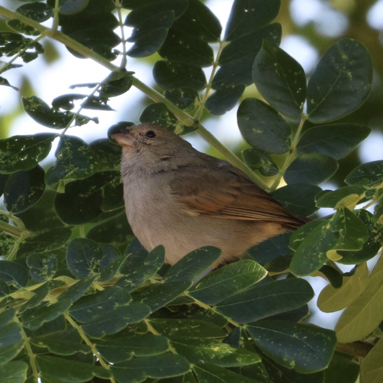 Barbados Bullfinch