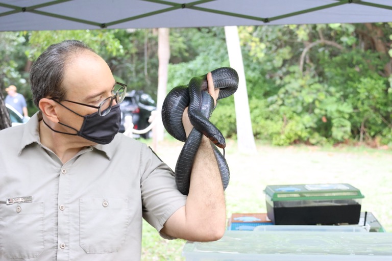 Indigo Snake