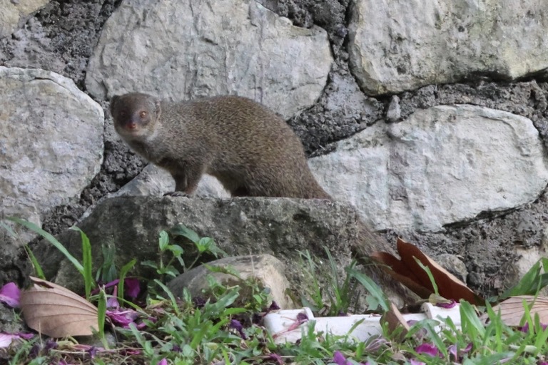 Mongoose