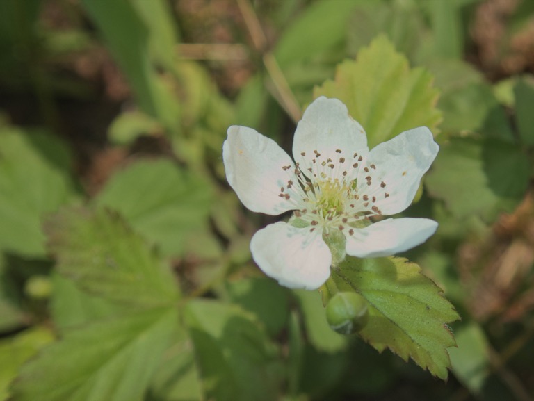 Southern Dewberry