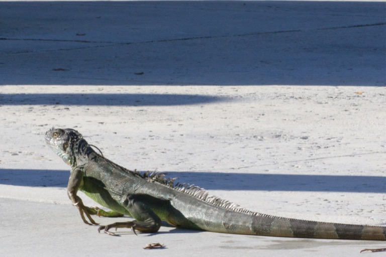 Iguana
