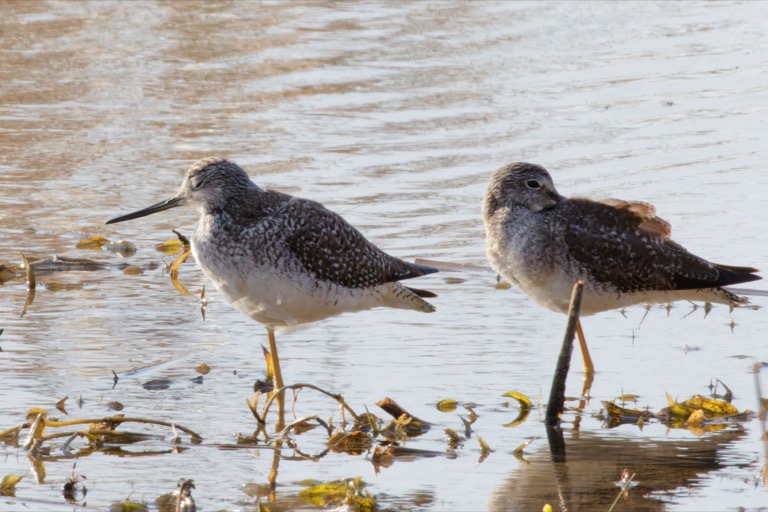 Greater Yellowlegs