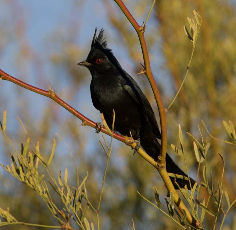 Male Phainopepla