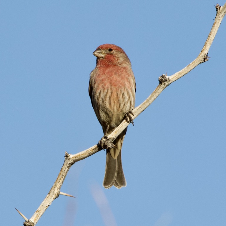 House Finch