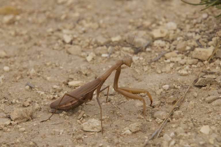 European Mantis