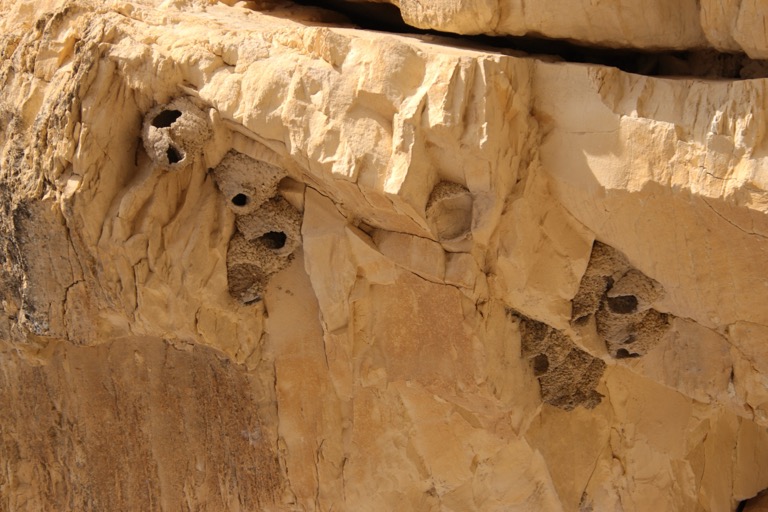 Swallow nests