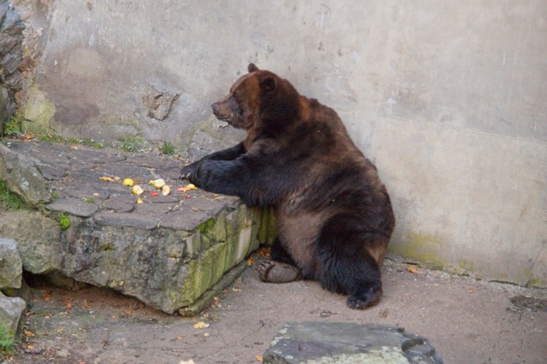 Bear