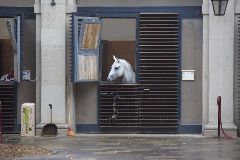 Lipizzaner Stallions