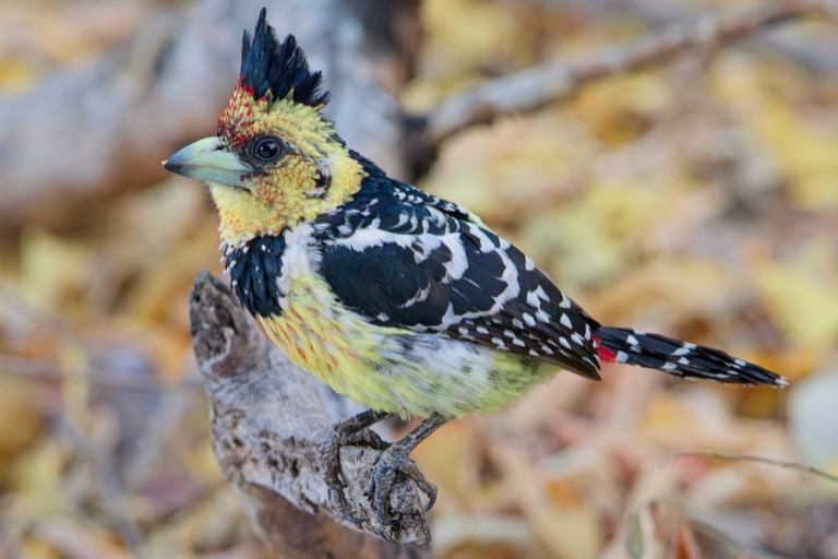 Crested Barbet