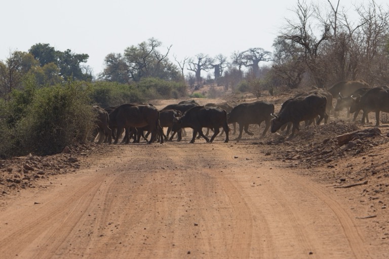 Cape Buffalo herd heading to the river