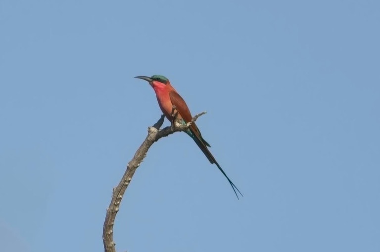 Southern Carmine Bee-eater