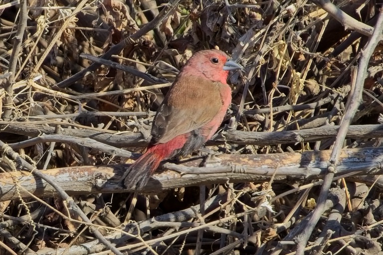 Firefinch