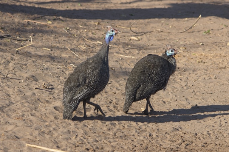 Helmeted Guineafowl