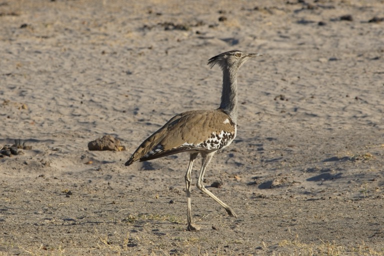 Kori Bustard