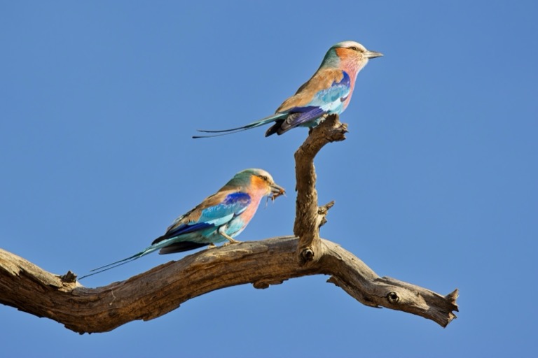Lilac-breasted Roller