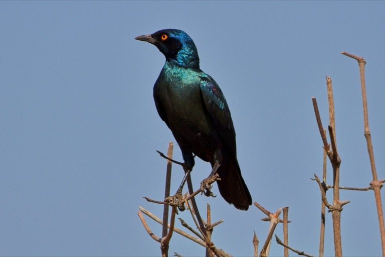 Cape Starling