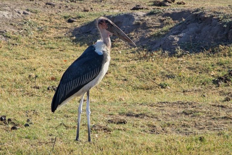 Marabou Stork