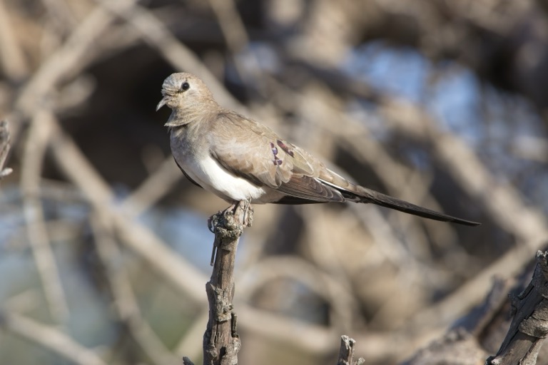 Emerald-spotted Wood Dove