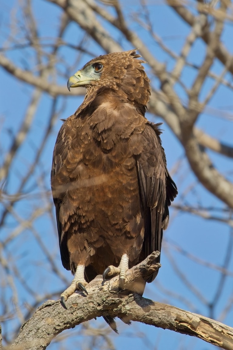 Juvenile Bateleur