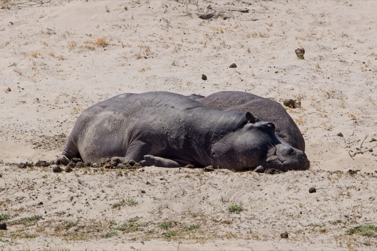 sleeping Hippos