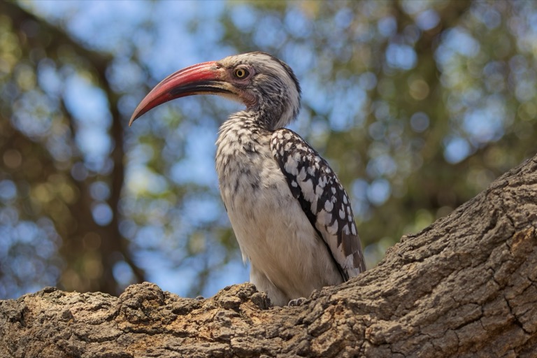 Southern Red-billed Hornbill
