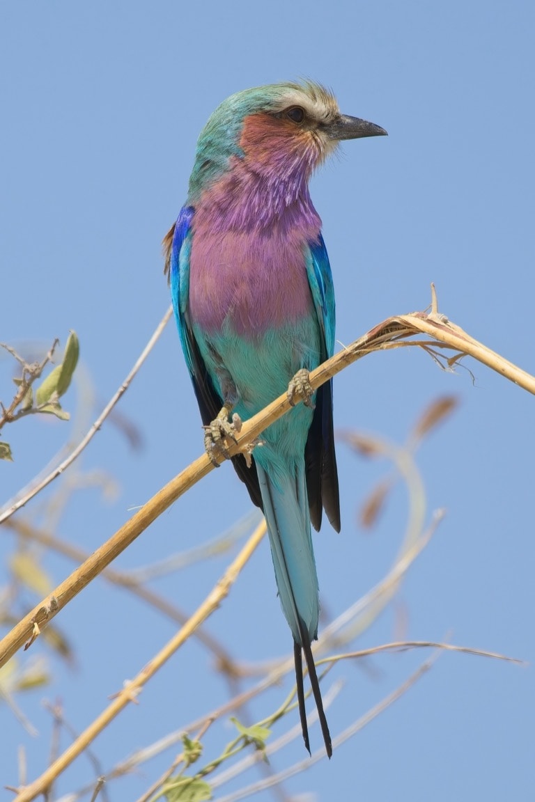 Lailac-breasted Roller