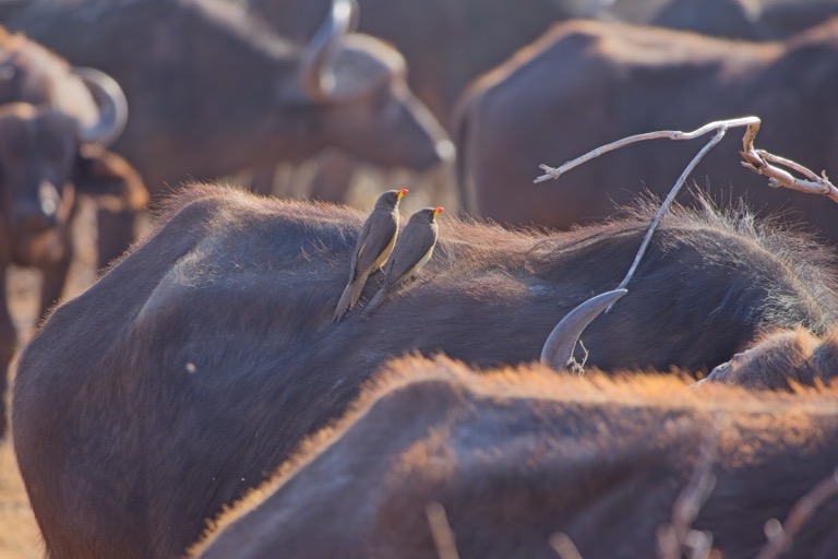 Yellow-billed Oxpeckers on Cape Buffalo