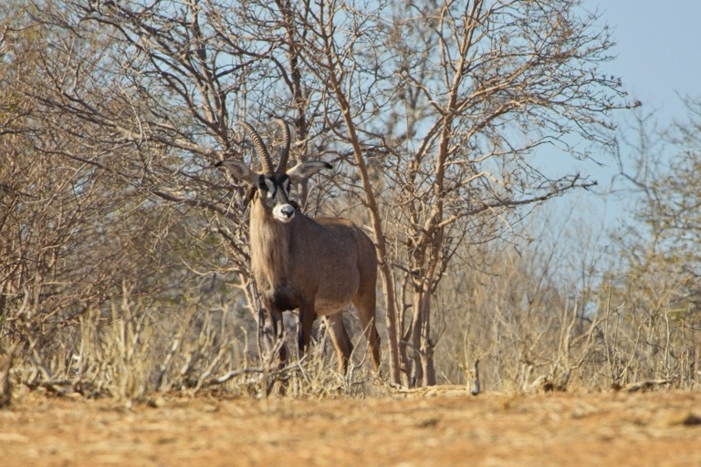 Southern Roan Antelope
