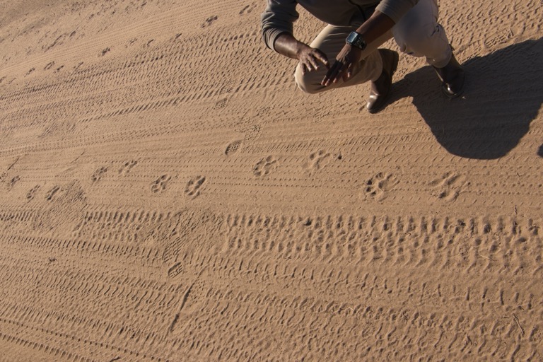 Tracking lions