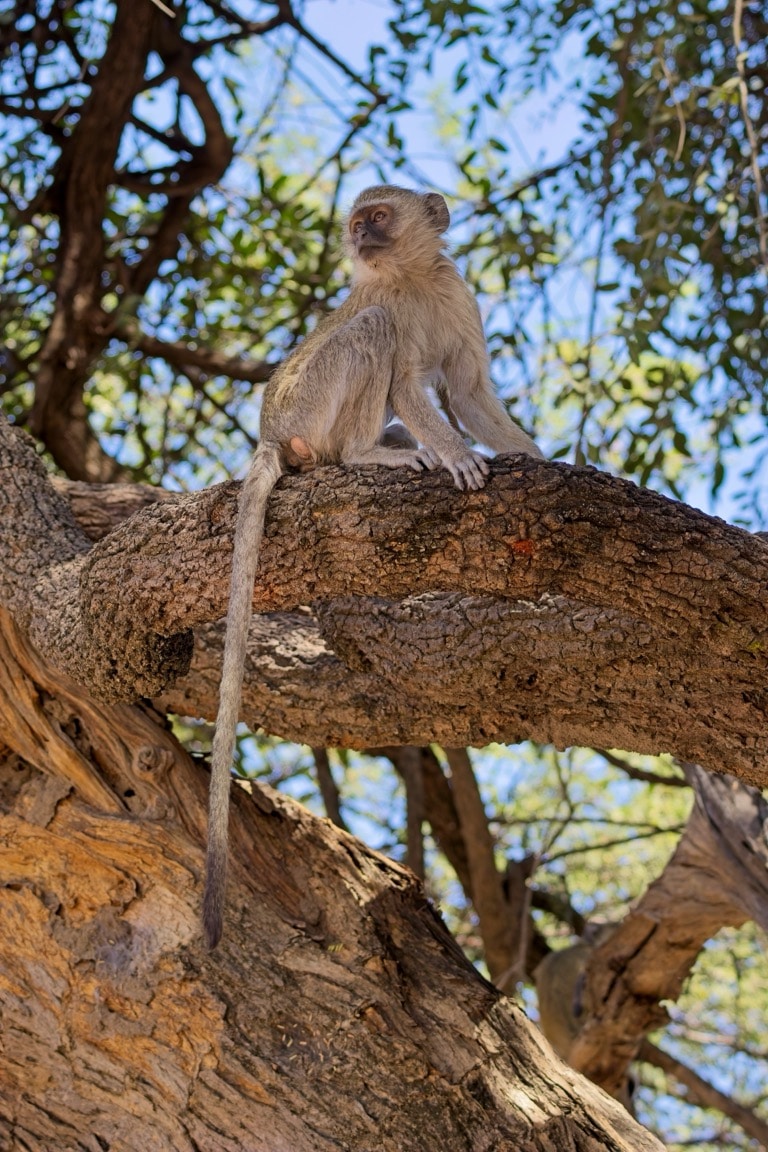 Vervet Monkey