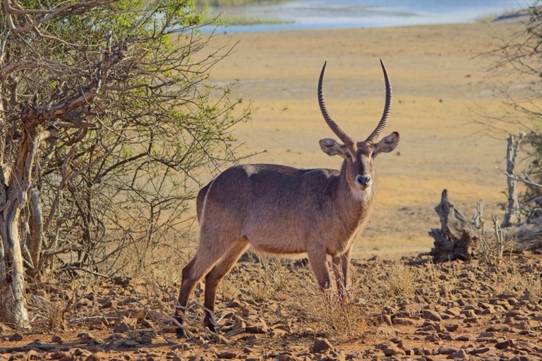 Waterbuck