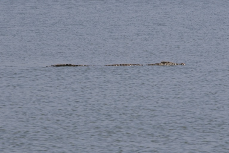 Nile Crocodile