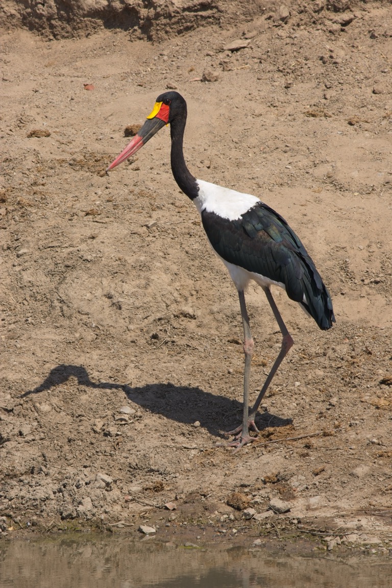 Saddle-billed Stork