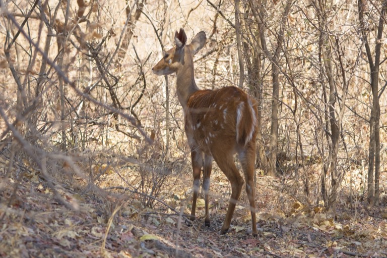 Chobe Bushbuck
