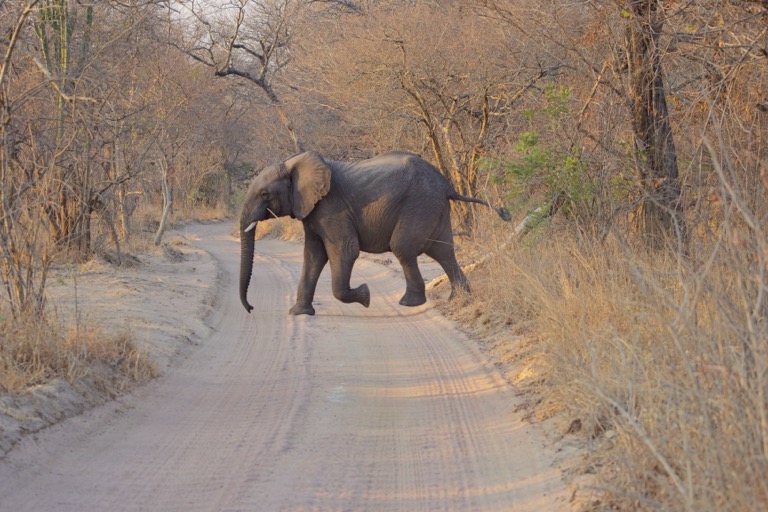 Elephant crossing the road