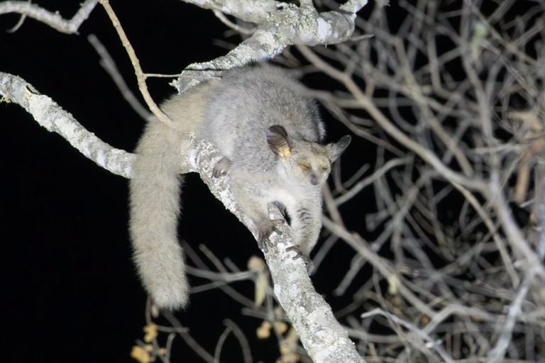 Brown Greater Galago