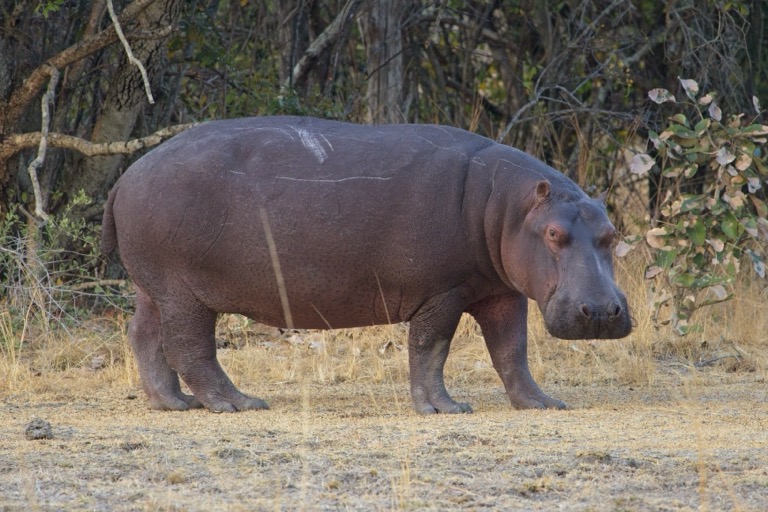 Hippopotamus