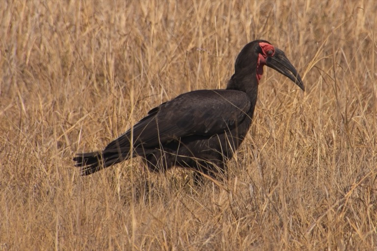 Southern Ground Hornbill