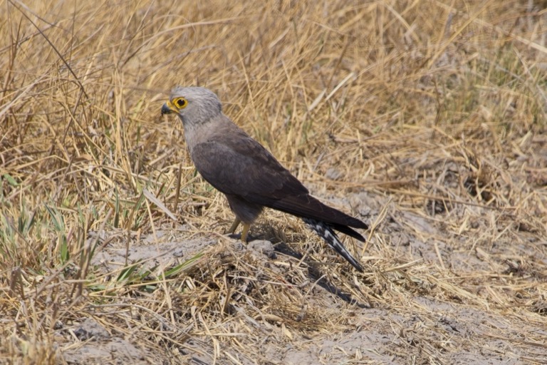 Dickinson’s Kestrel
