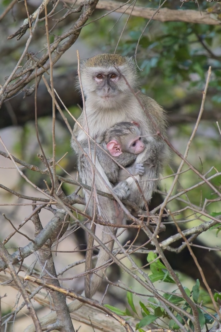Malbrouck monkey with infant